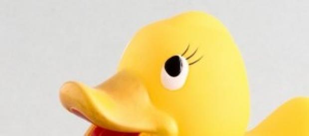 google duck google duck