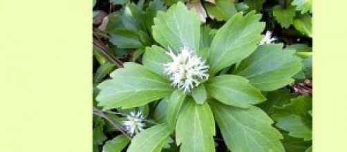 Pachysandra pianta pratica, poca acqua