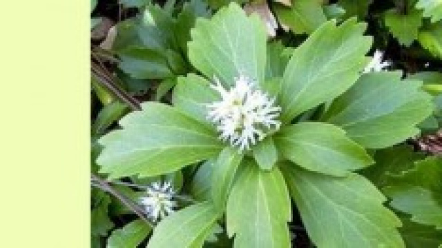 Pachysandra pianta pratica, poca acqua