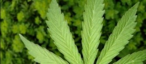 Uruguay: la marijuana è libera