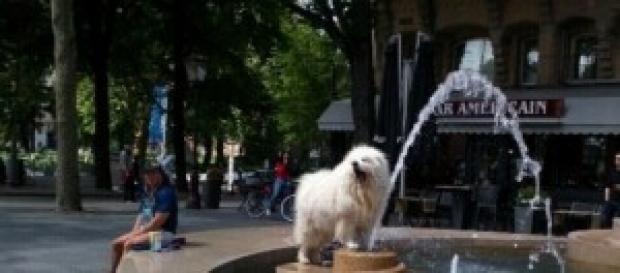 The dog play with fountain in A'dam The dog play with fountain in A'dam