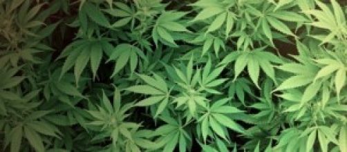 Piante di marijuana, legale in Uruguay