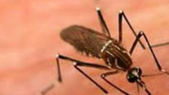 La zanzara &egrave; l'animale pi&ugrave; pericoloso al mondo