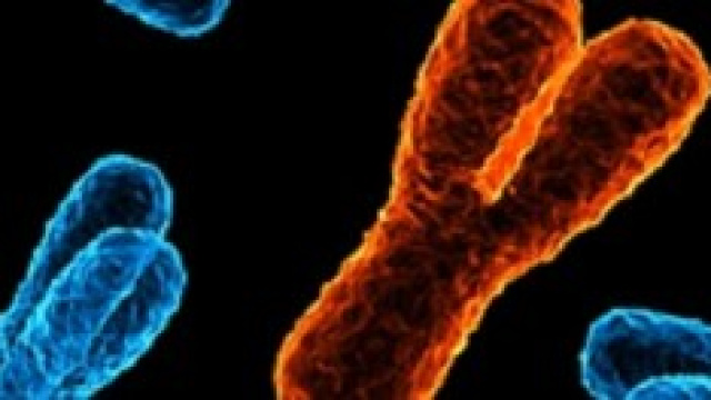 Genetica, annuncio choc sul cromosoma Y