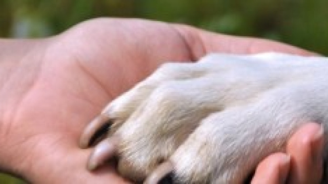 l'amicizia tra uomo e animale