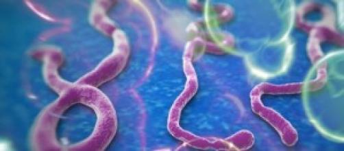 Ebola al microscopio elettronico.