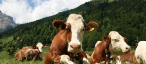 Carne bovina infetta in tutt'Italia