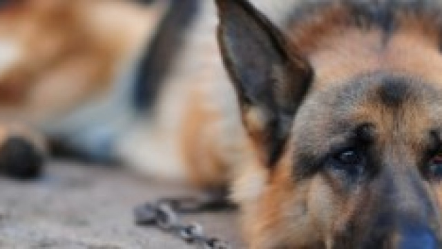 Dopo l'Emilia anche il Veneto proibisce la catena