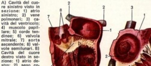 Anatomia del muscolo cardiaco