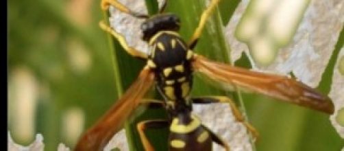 la vespa dal corpo facilmente riconoscibile 