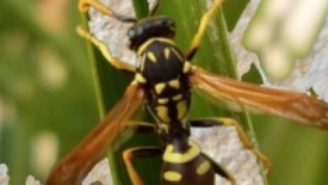 la vespa dal corpo facilmente riconoscibile 