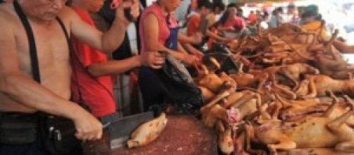 Festival della carne di cane, Yulin