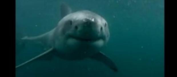 Tiburón sorprende a un joven al saltar al mar Tiburón sorprende a un joven al saltar al mar