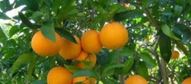 Produzione di arance siciliane Produzione di arance siciliane