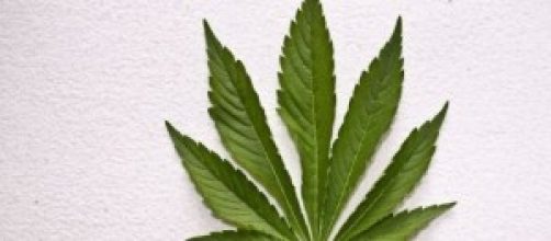 aumentano gli orti legali di cannabis.
