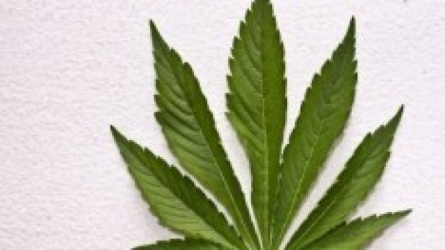 aumentano gli orti legali di cannabis.