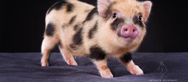 Du lard ou du cochon? Le gouvernement ne sait plus quoi se mettre sous la dent! Du lard ou du cochon? Le gouvernement ne sait plus quoi se mettre sous la dent!