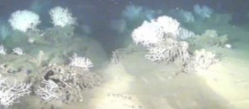 colonia coralli bianchi nei fondali del mar Ligure
