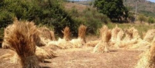 Spighe di grano pronte per la "pisera"