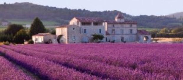 Replenish Your Body With Soothing Lavender Oil Replenish Your Body With Soothing Lavender Oil