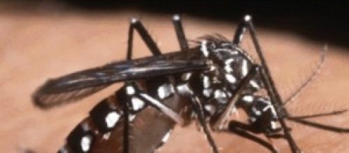 Puntura Zanzara tigre, il virus: sintomi e rimedi