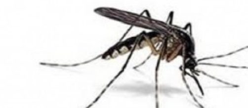 Rimedi naturali contro le zanzare e le punture