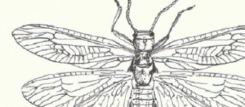 Una descrizione di una libellula gigante.