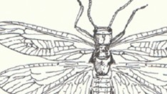 Una descrizione di una libellula gigante.