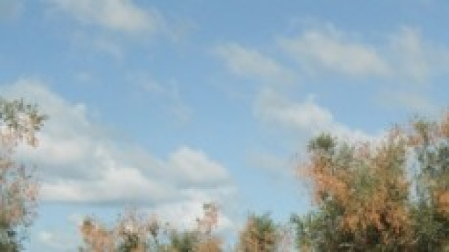 La malattia fogliare degli ulivi