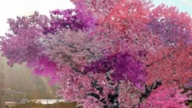 pianta magica che produce 40 tipi di frutti