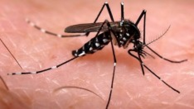 Punture zanzare: ecco come evitare di essere punti