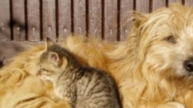 Campagne contro abbandoni estate 2014.