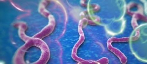 Il virus dell'Ebola al mcroscopio