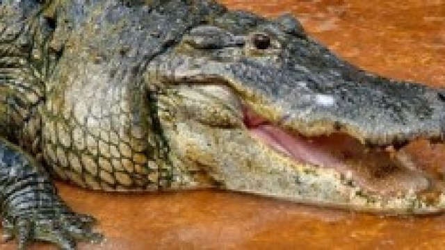 Lo spaventoso animale ritrovato ad Atene