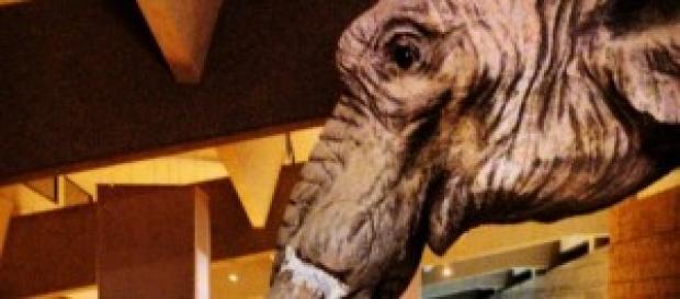 L'elefante Orlando, mascotte del Museo Paleolitico L'elefante Orlando, mascotte del Museo Paleolitico