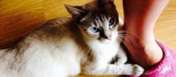 Mon chat Athéna qui me tiens le pied Mon chat Athéna qui me tiens le pied