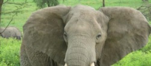 Elefante africano en medio de un bosque 