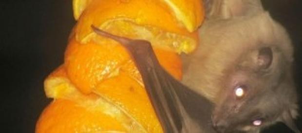 Rousettus aegyptiacus, un murciélago frugívoro Rousettus aegyptiacus, un murciélago frugívoro