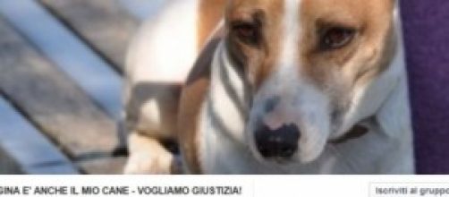 Gruppo di Fb - Anche Gina è il mio cane