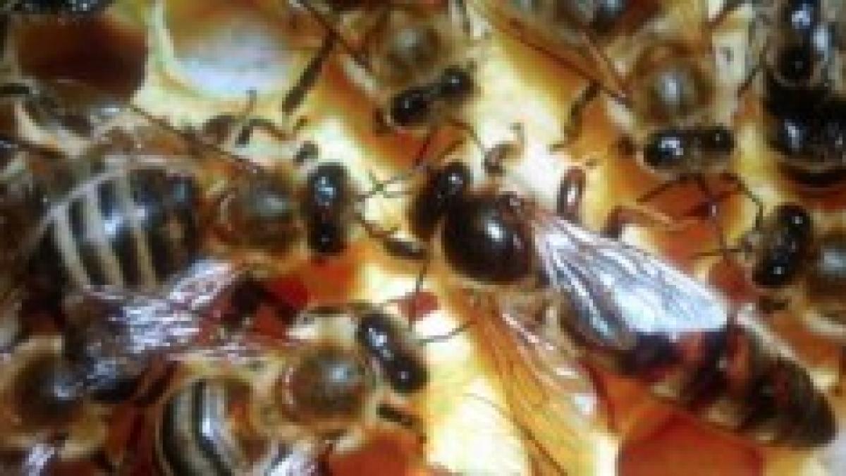 Scorpione che risale un uomo cancro