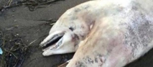 Né siamois, ce dauphin possédait deux têtes. Né siamois, ce dauphin possédait deux têtes.