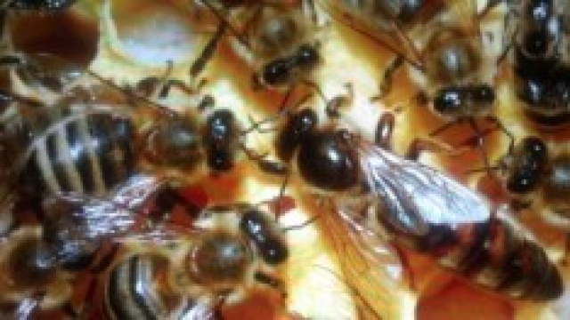 alveare di api mentre producono miele