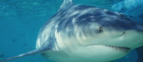 bull shark: squalo leuca (Carcharhinus leucas)