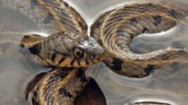 Natrix (Linnaeus, 1758) biscia d'acqua