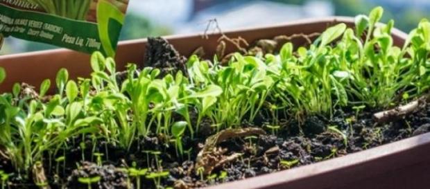 Benefícios de uma horta caseira Benefícios de uma horta caseira