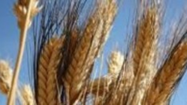 Alimentazione senza glutine