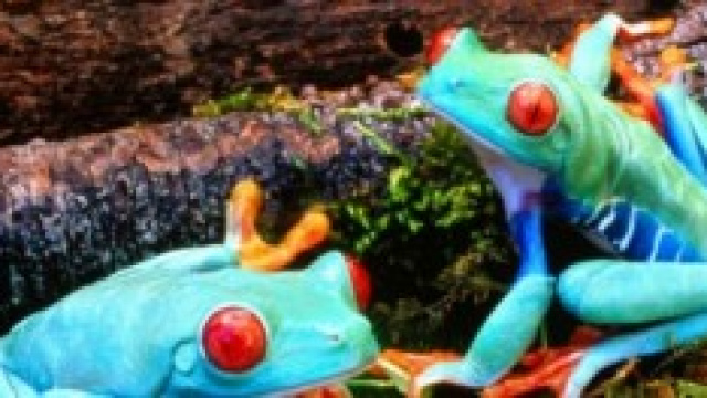 immagine di rane alleate nel combattere il diabete