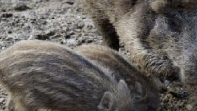 Una famiglia di cinghiali 