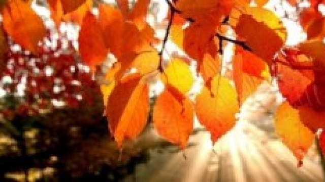 Frasi sull'autunno 2014 per tutti i bambini