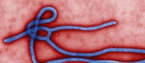 Virus Ebola: sintomi, cure e tutte le info